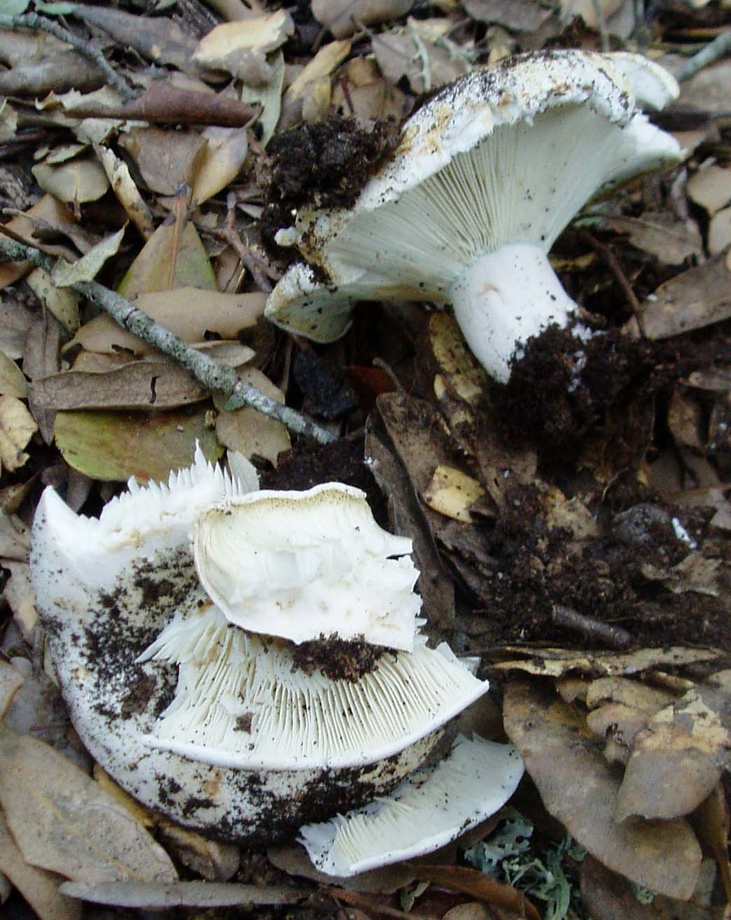 ultimi funghi