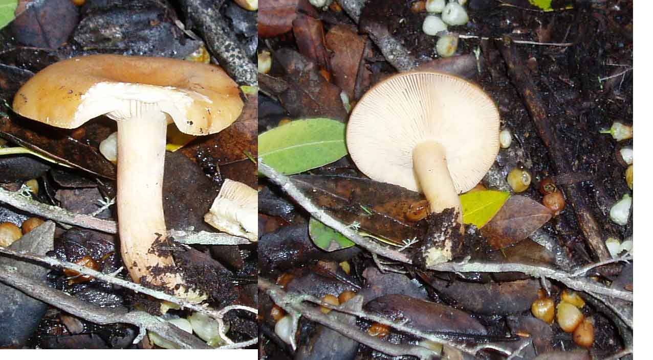 Funghi da freddo
