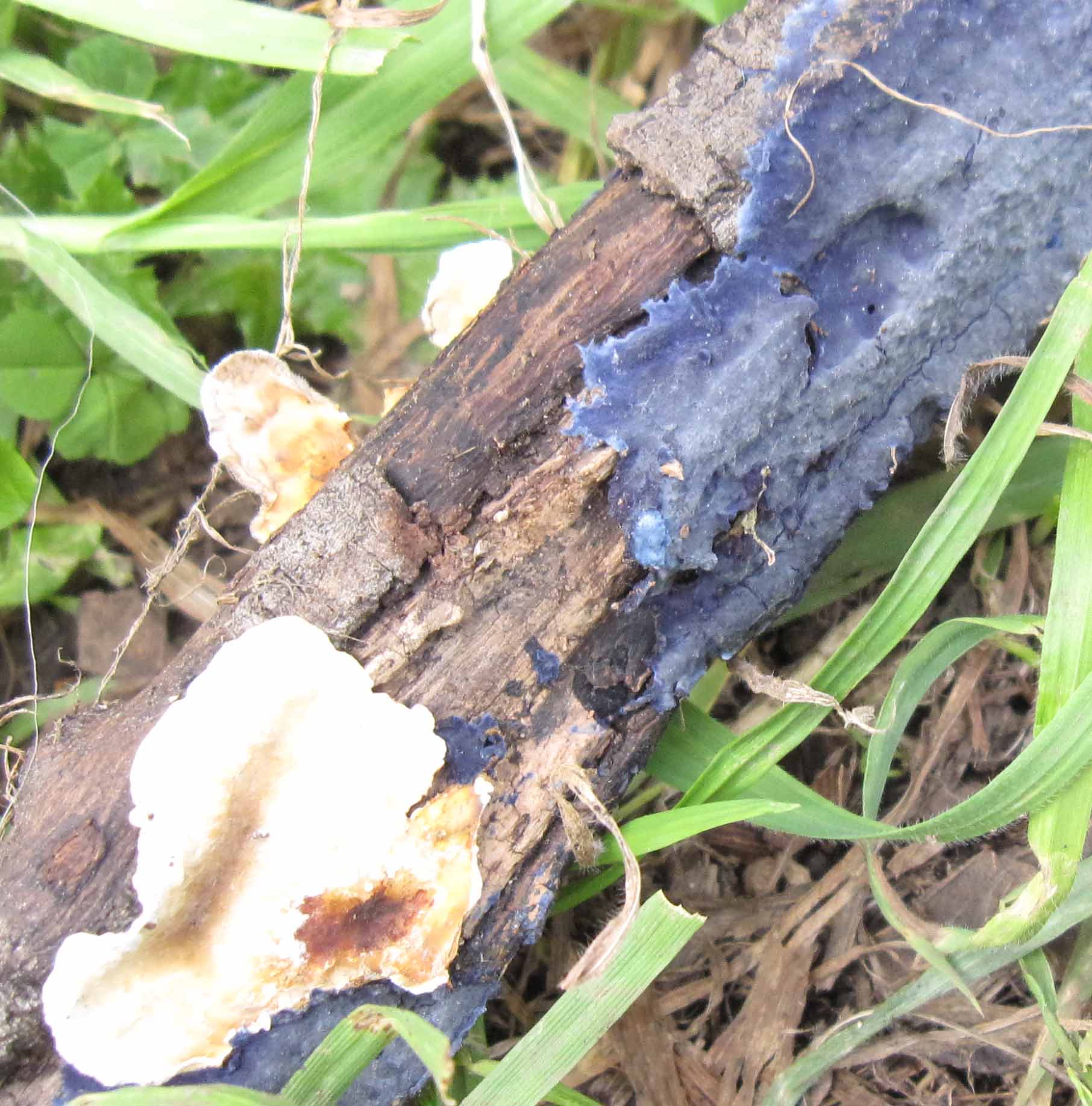 lichene e fungo?