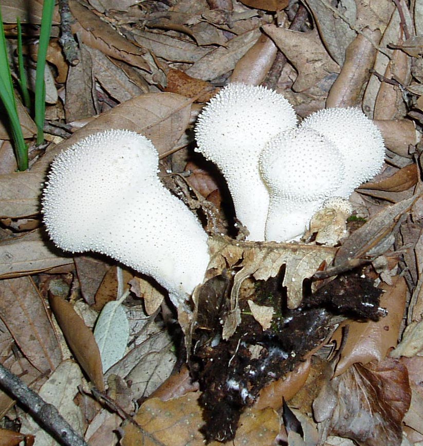 Tanti impolitus, fragrans e prunulus