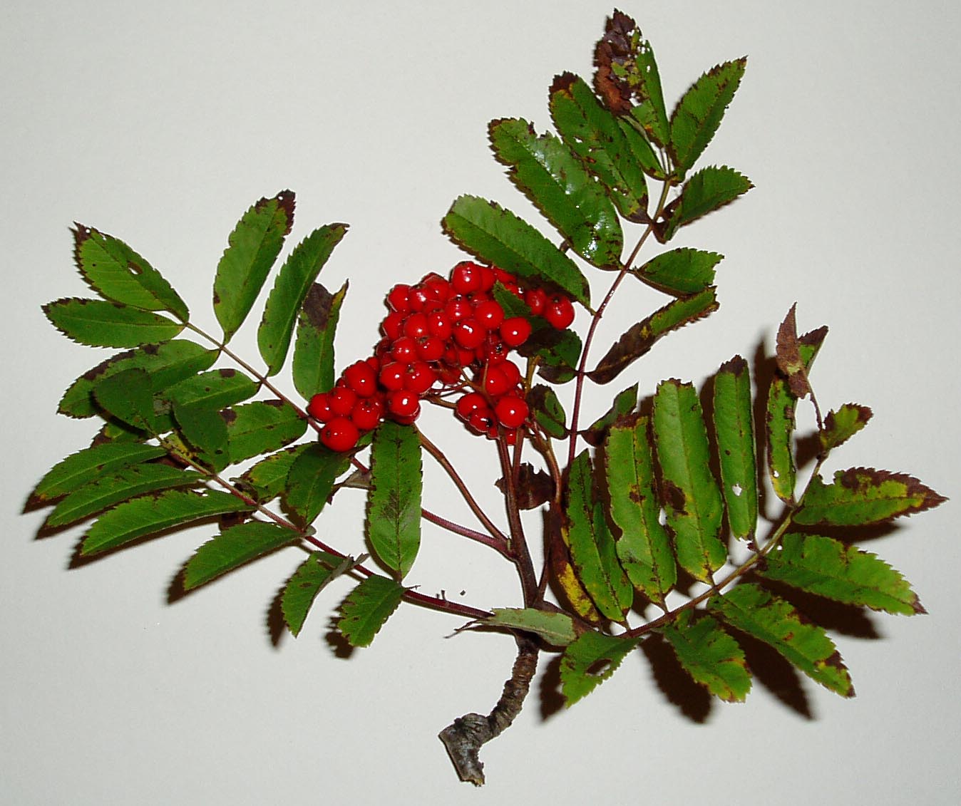 Sorbus aucuparia