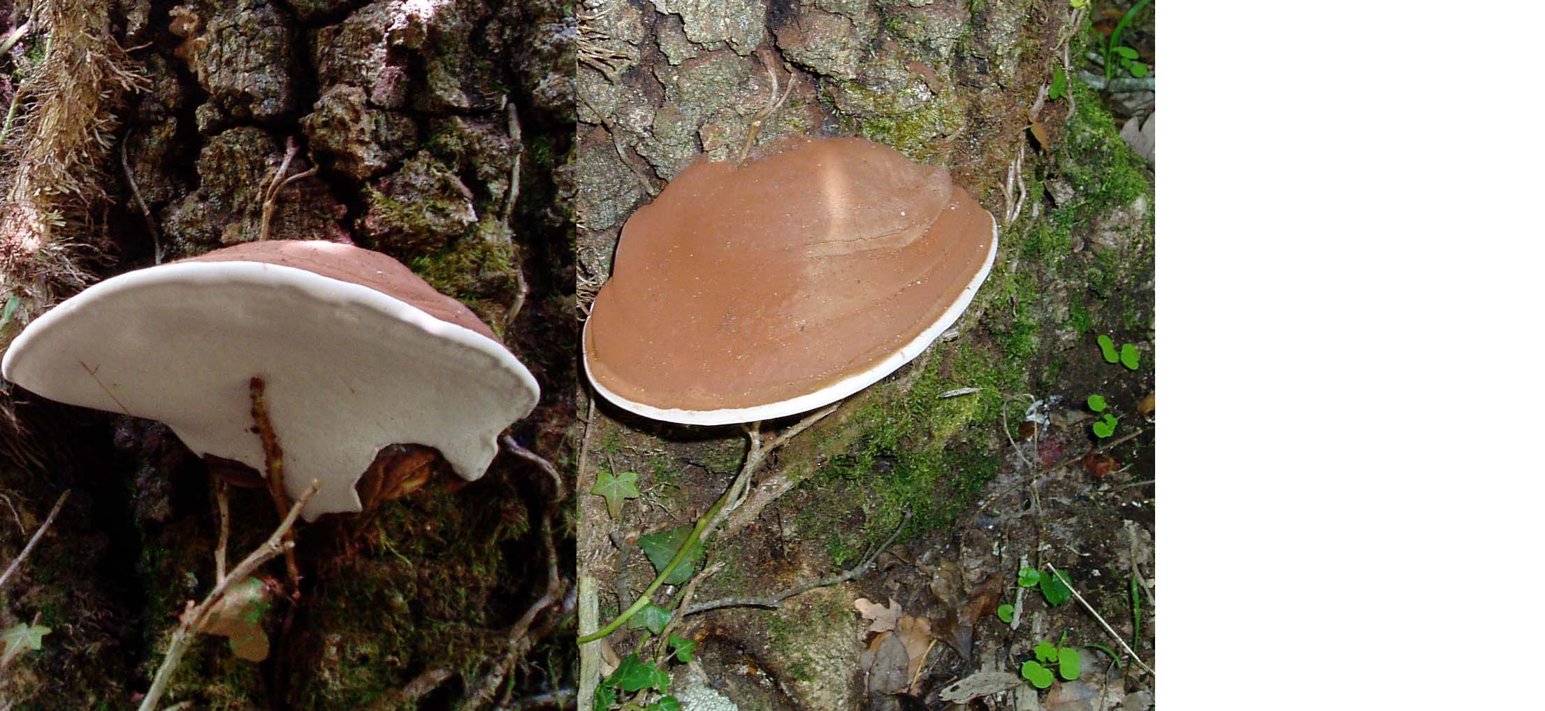 Tanti impolitus, fragrans e prunulus