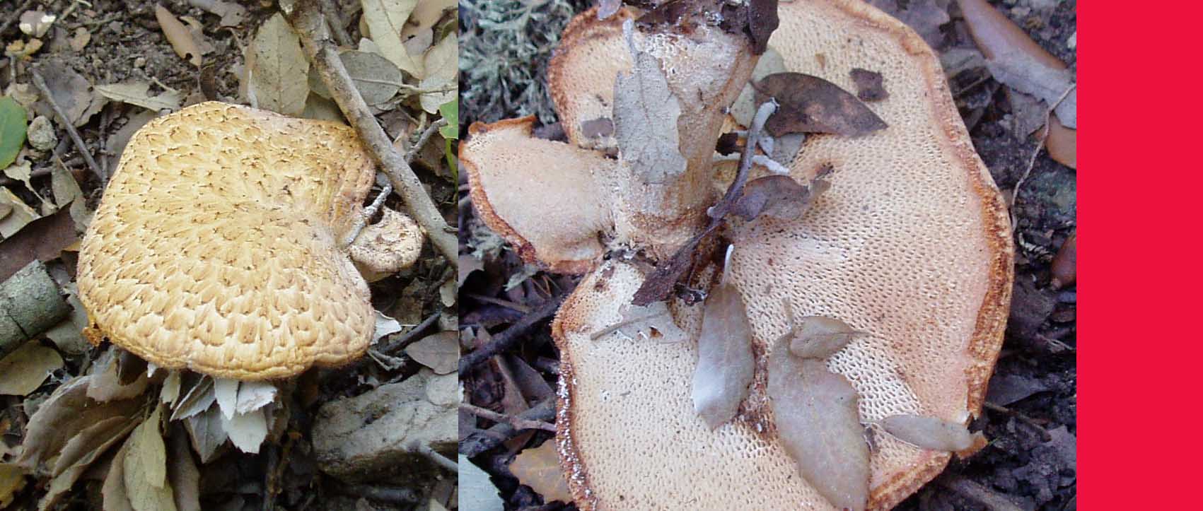 ultimi funghi