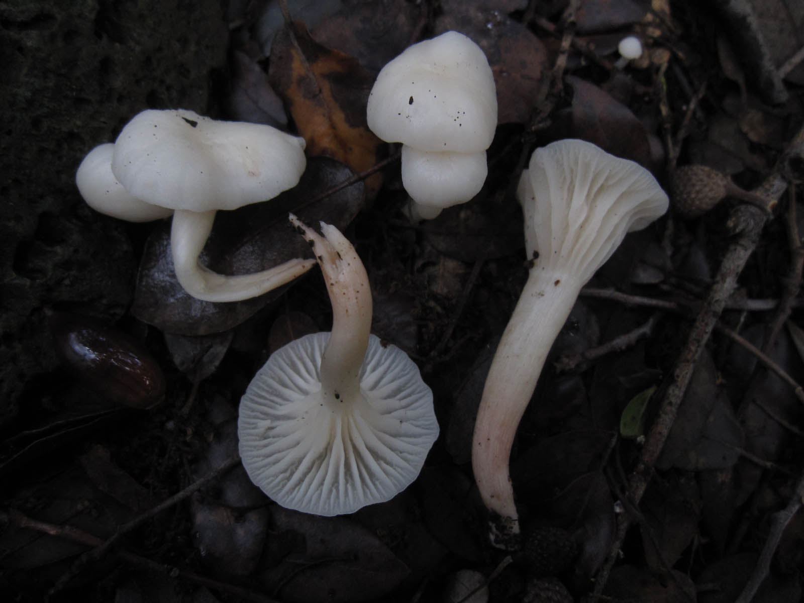 funghi a gennaio