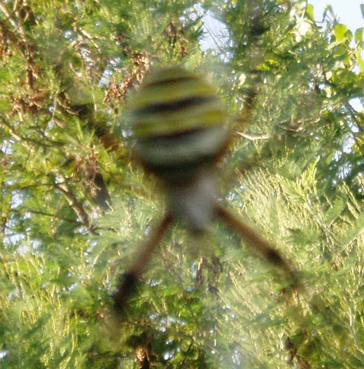 Argiope bruennichi