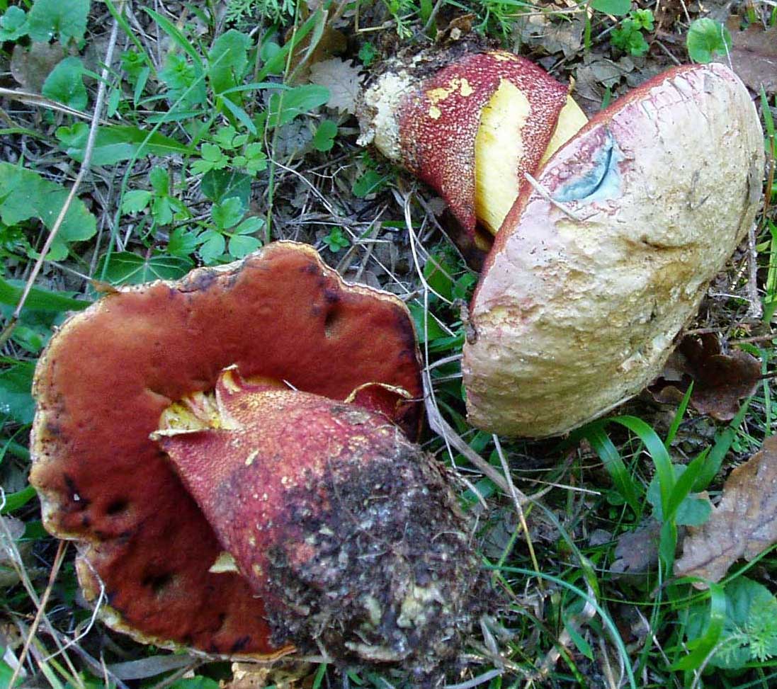 Tanti impolitus, fragrans e prunulus