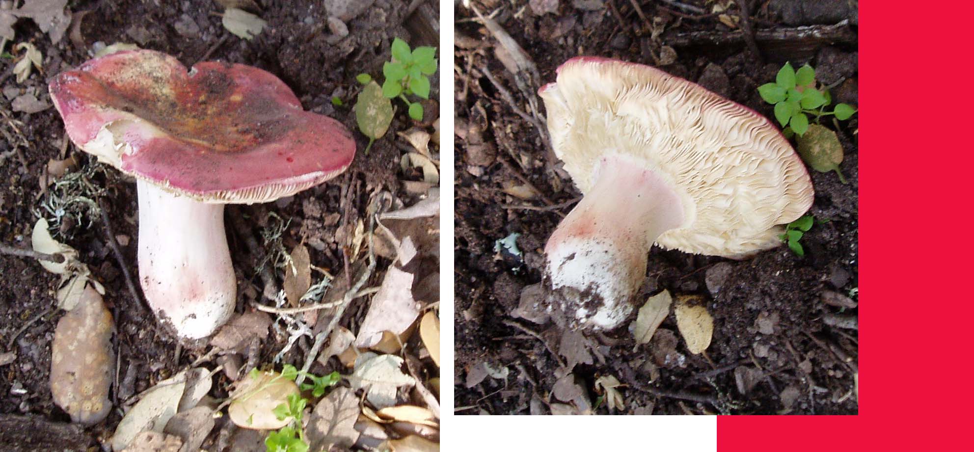 ultimi funghi