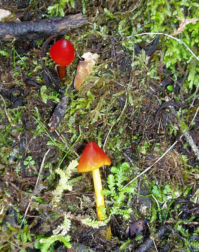 Funghi da freddo