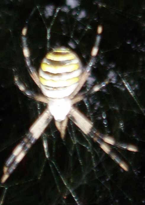 Argiope bruennichi