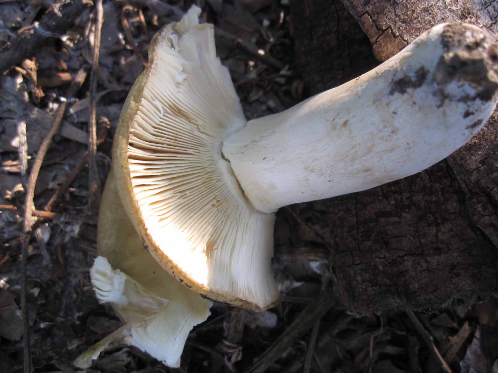 solo 3 funghi