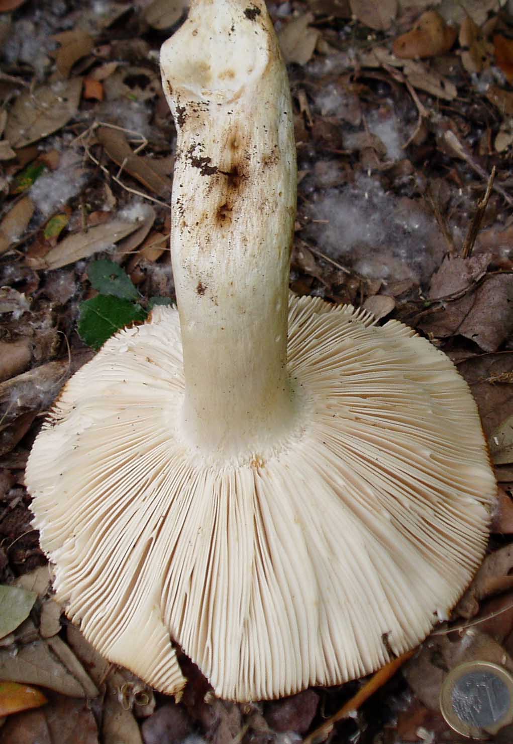 Russulaceae di maggio