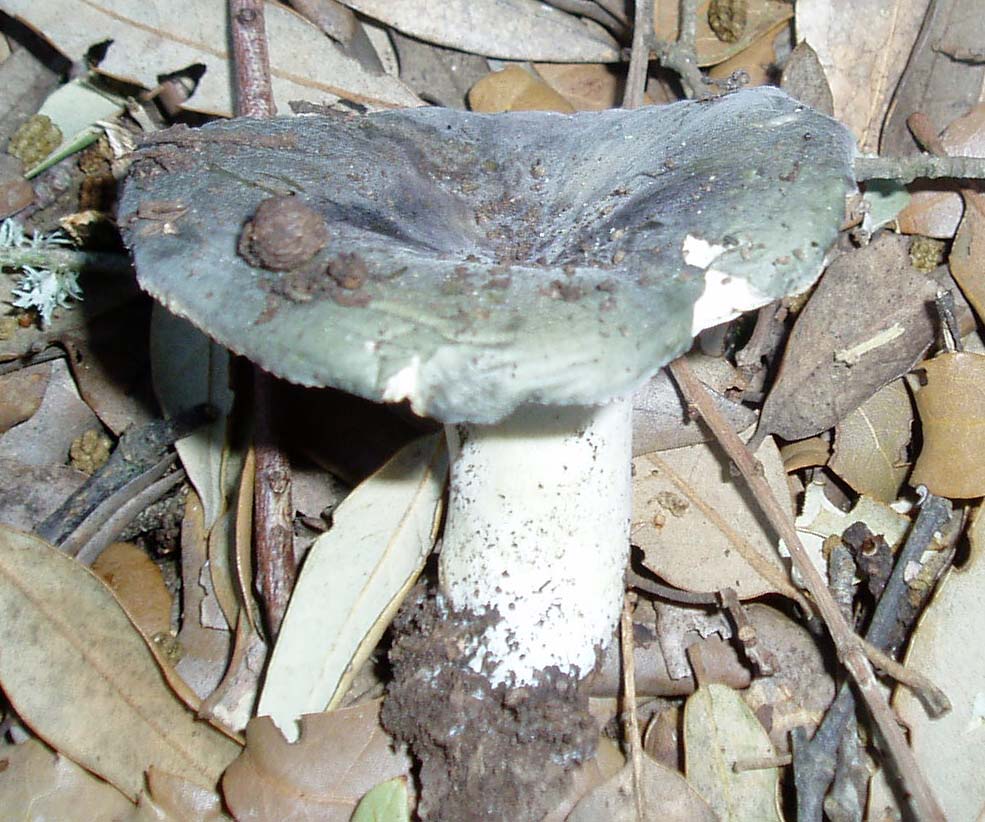 ultimi funghi