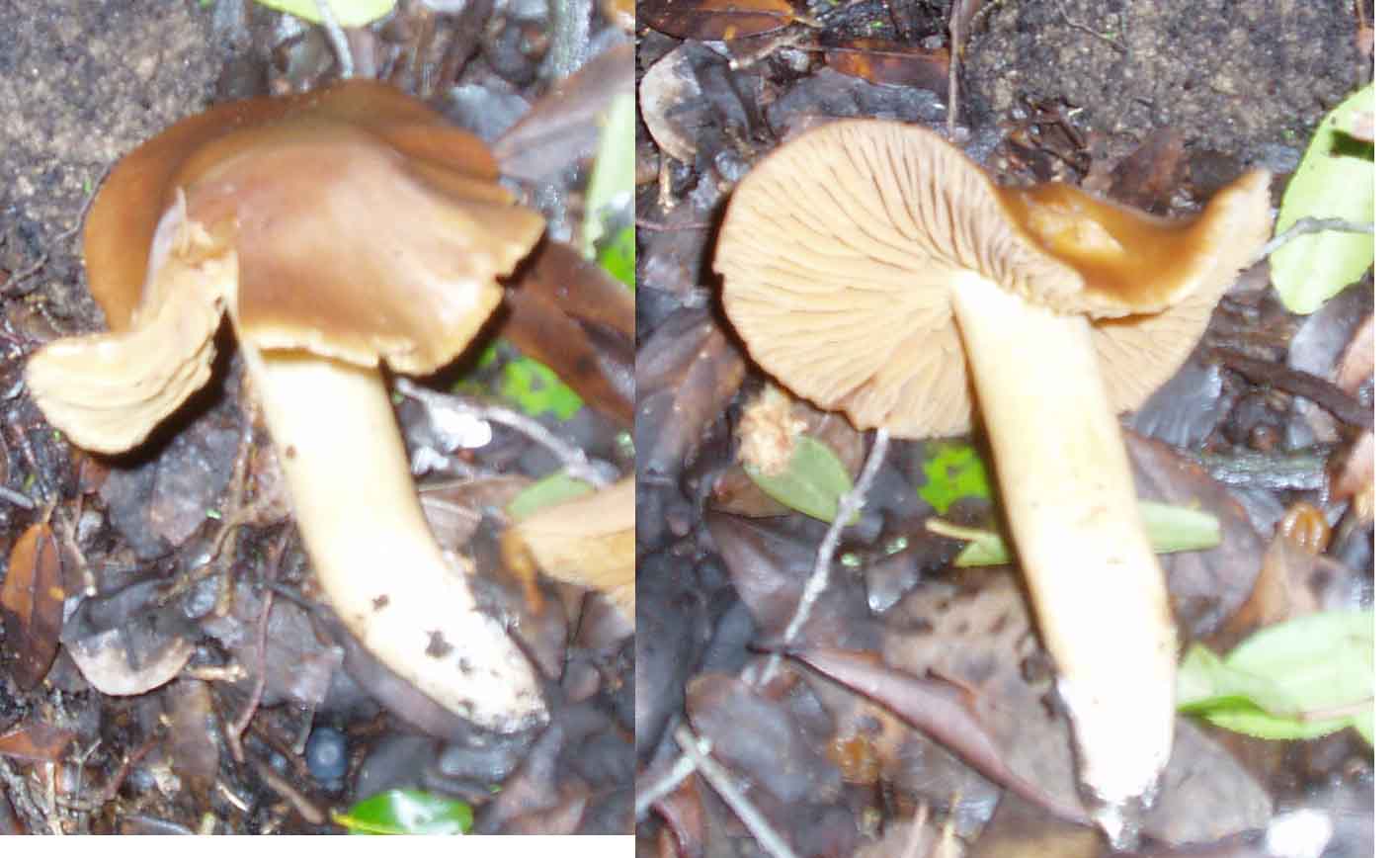 Funghi da freddo
