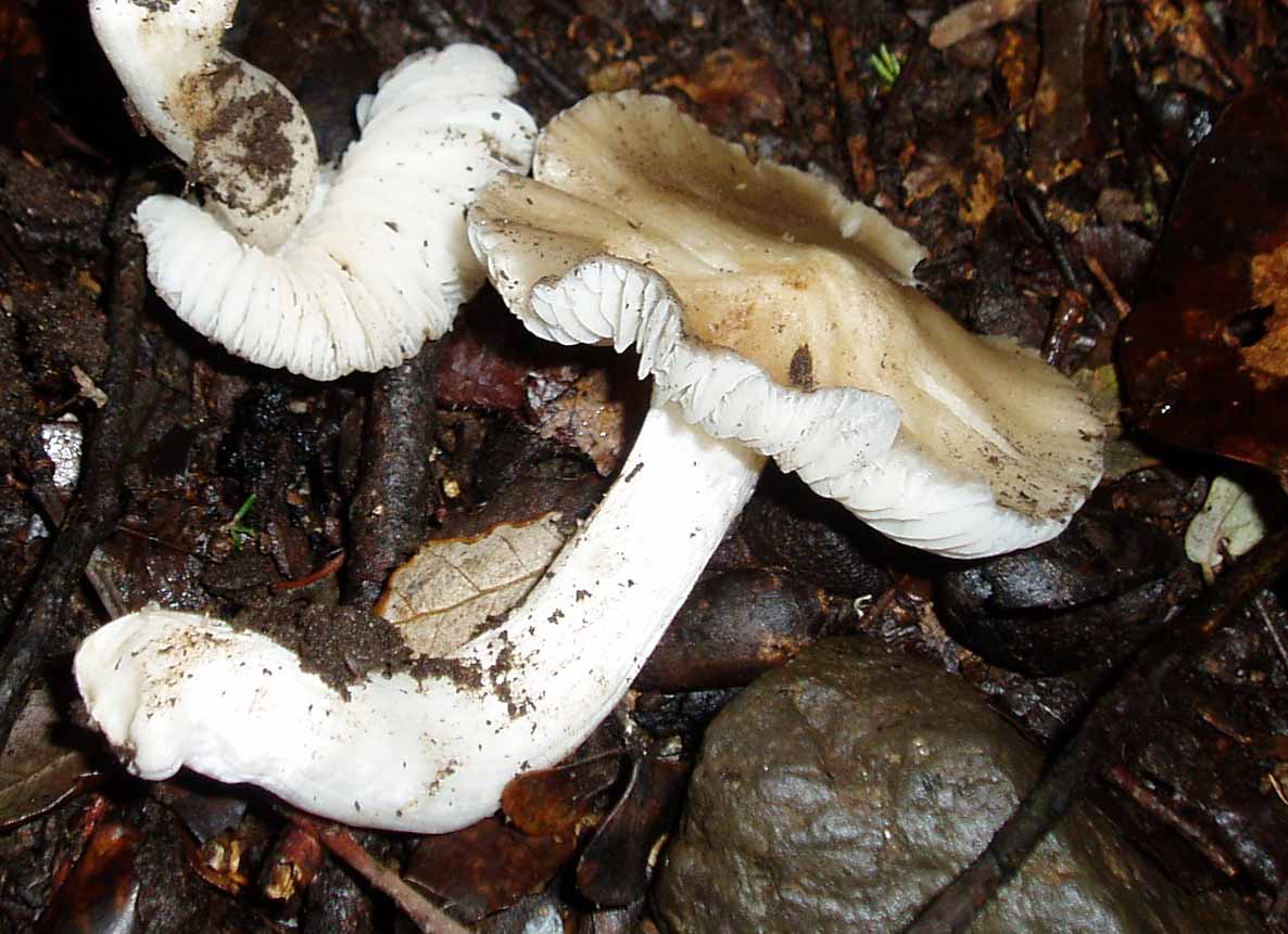 brutto tempo per i micologi