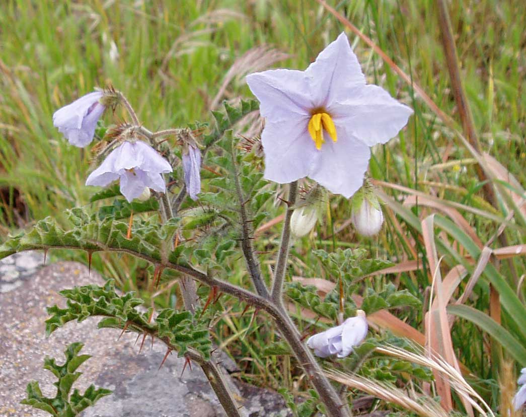 Solanum linnaeanum (=Solanum sodomaeum) / Pomo di Sodoma