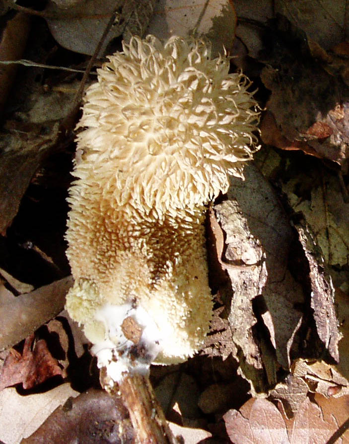 Tanti impolitus, fragrans e prunulus