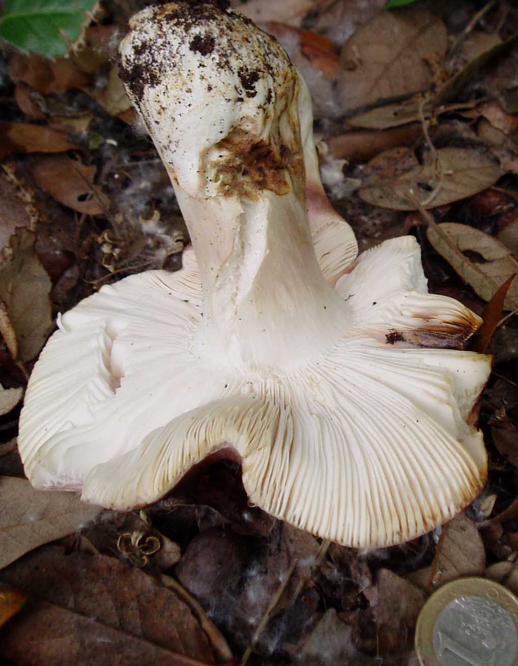 Russulaceae di maggio