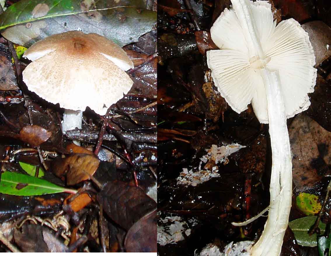 Funghi da freddo