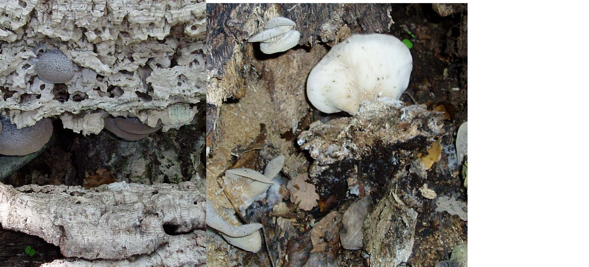 Tanti impolitus, fragrans e prunulus