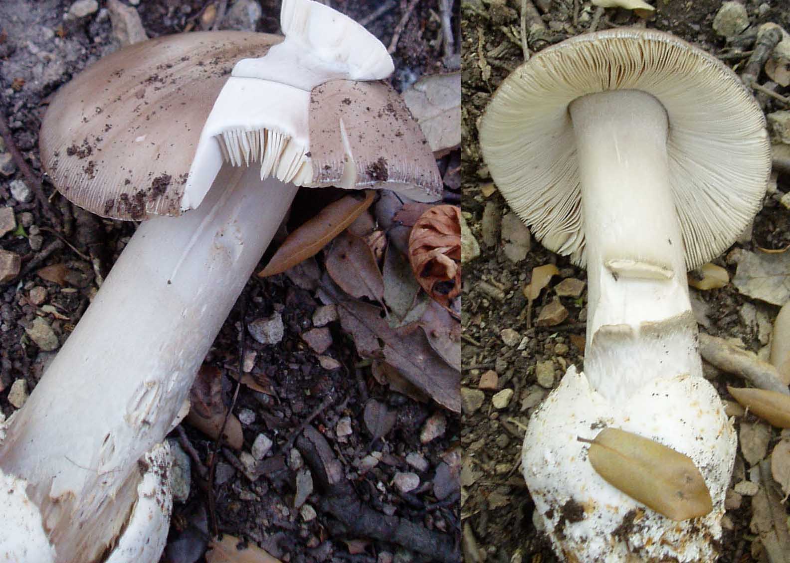 ultimi funghi
