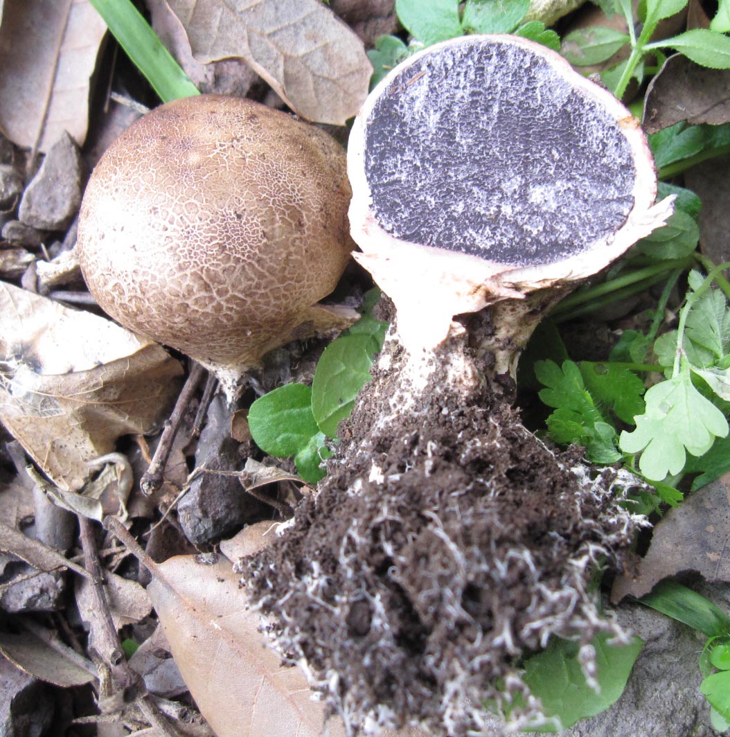 su legno di fico (e non solo)