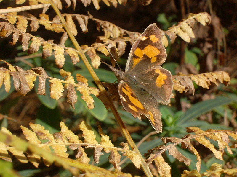 Lepidotteri Calabresi, un aiuto per l''identificazione
