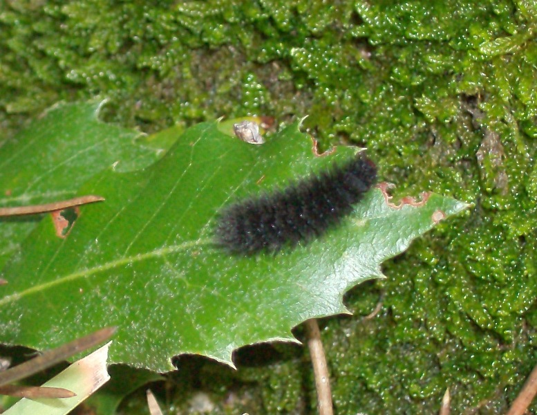 Lepidotteri Calabresi, un aiuto per l''identificazione