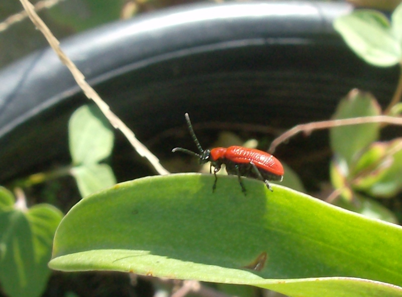 Coleotteri autunnali