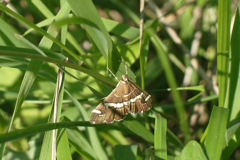 Lepidotteri Calabresi, un aiuto per l''identificazione