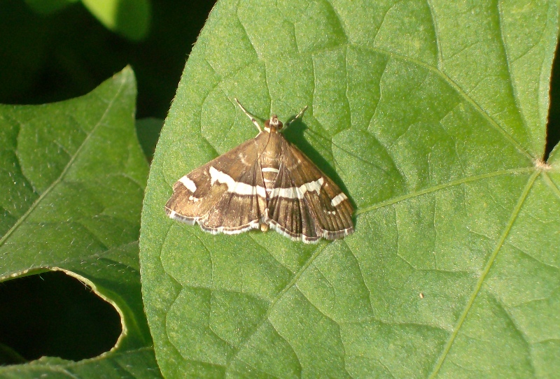 Lepidotteri Calabresi, un aiuto per l''identificazione