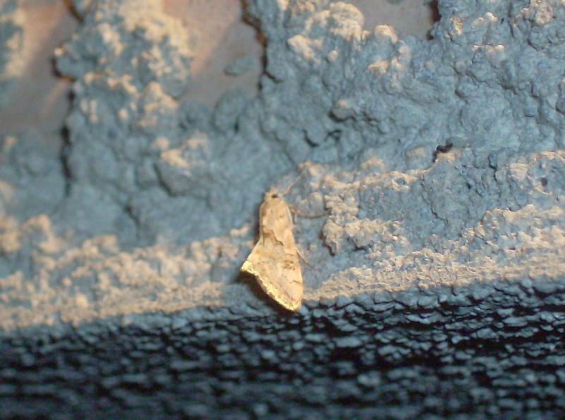 Lepidotteri Calabresi, un aiuto per l''identificazione