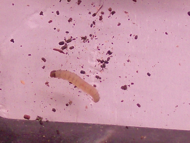 Alcune identificazioni