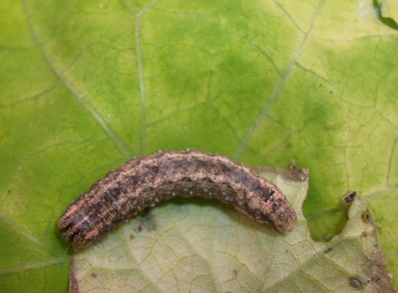 Alcune identificazioni