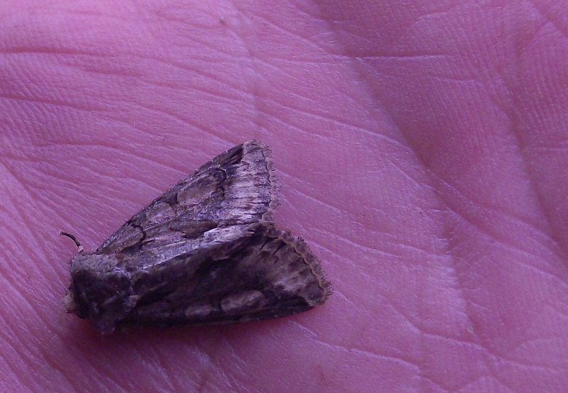 Alcune identificazioni