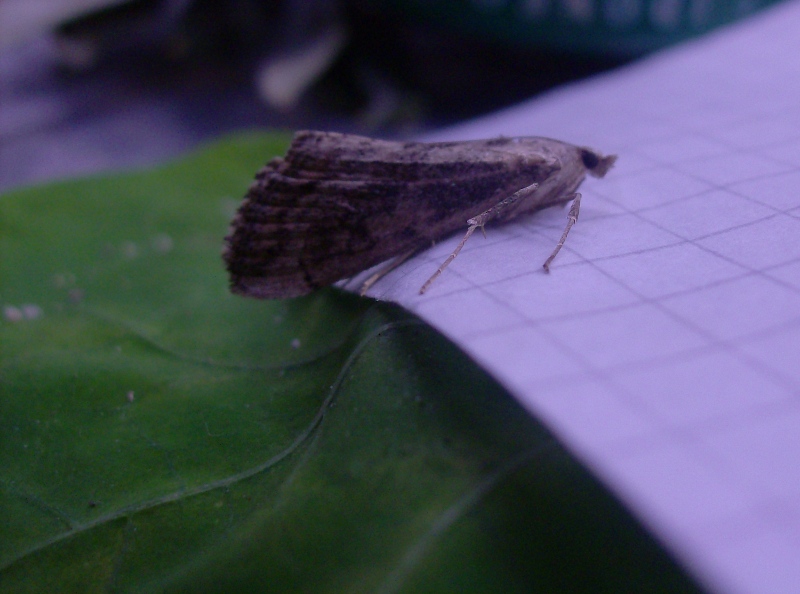 Alcune identificazioni