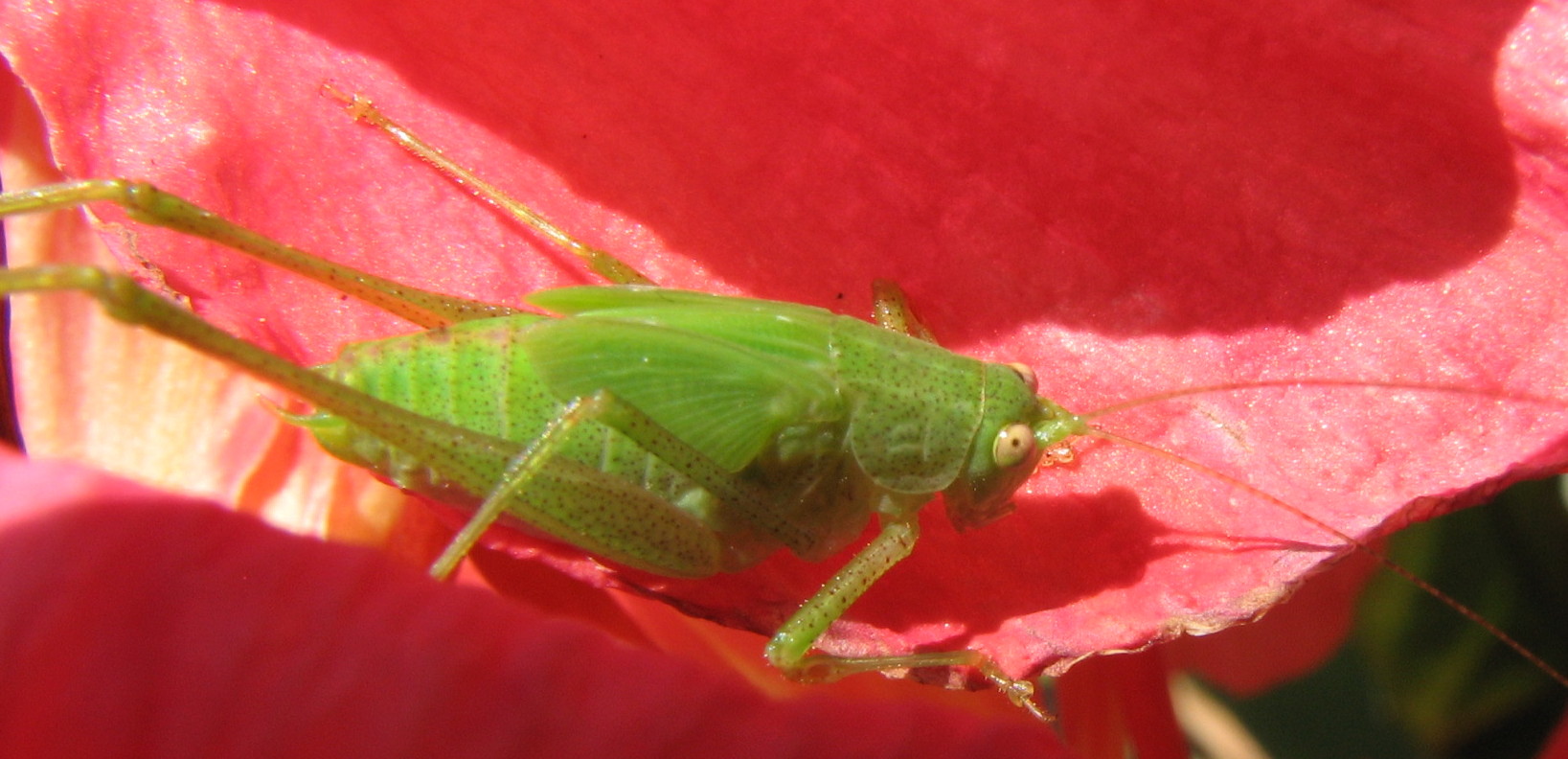 E''  la stessa  cresciuta? - Phaneroptera nana