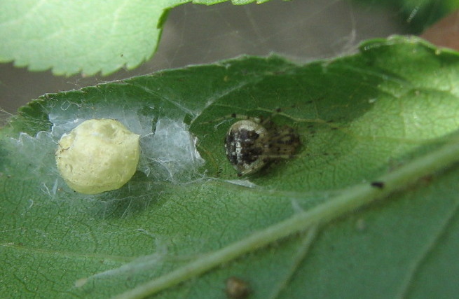 Theridion sp.