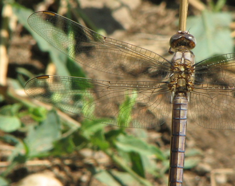 Orthetrum brunneum immaturo