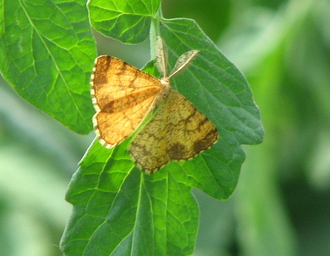 Ematurga atomaria