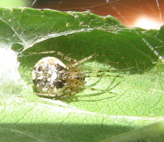 Theridion sp.