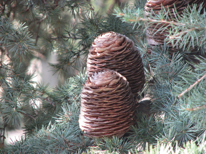 Cedrus atlantica