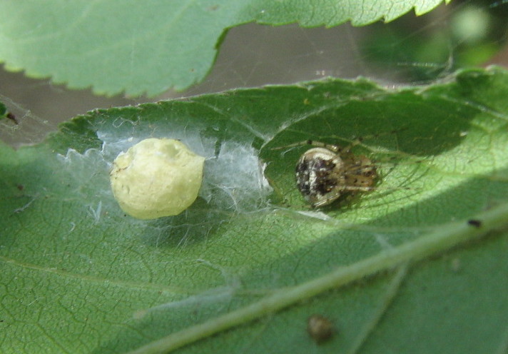 Theridion sp.