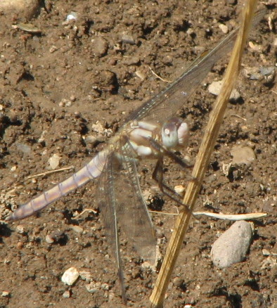 Orthetrum brunneum immaturo