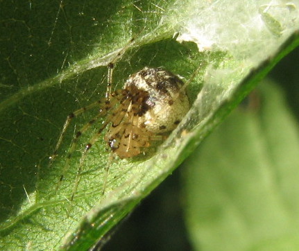 Theridion sp.