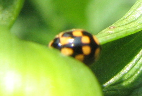 Coccinelle