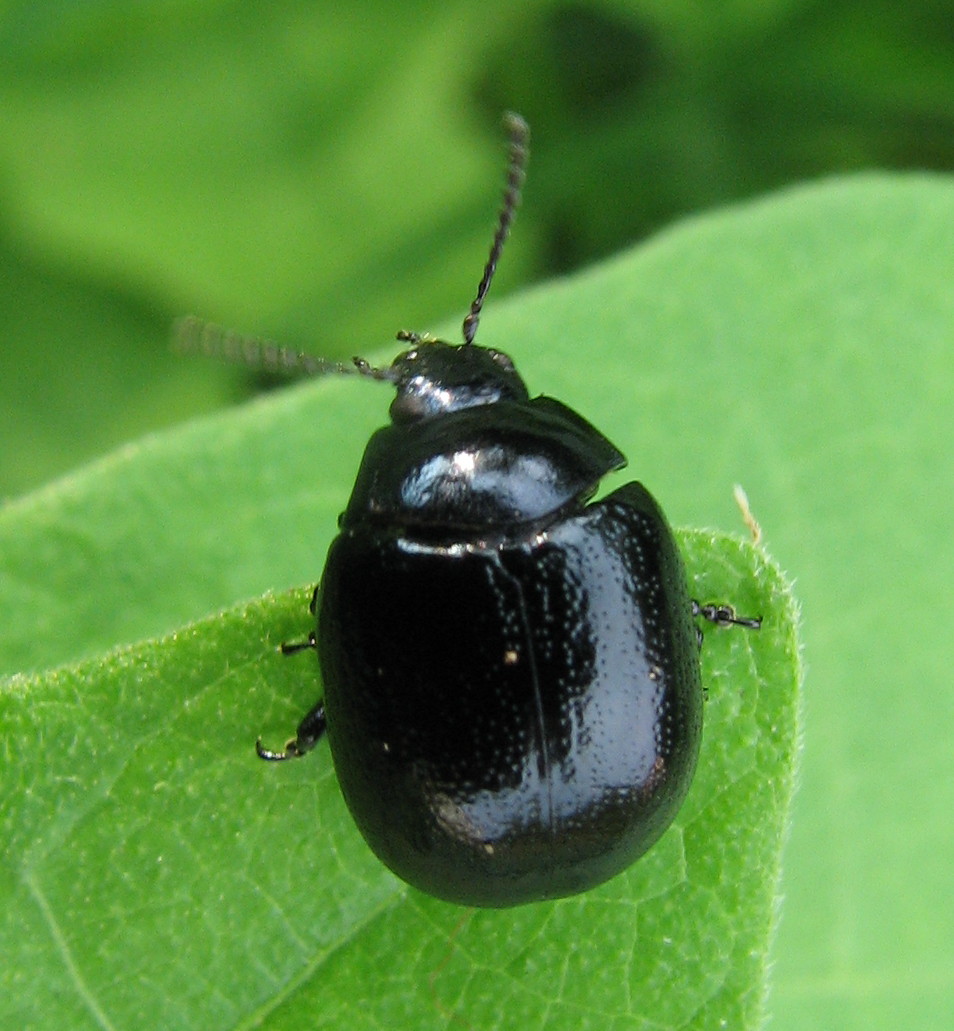 Chrysolina haemoptera?