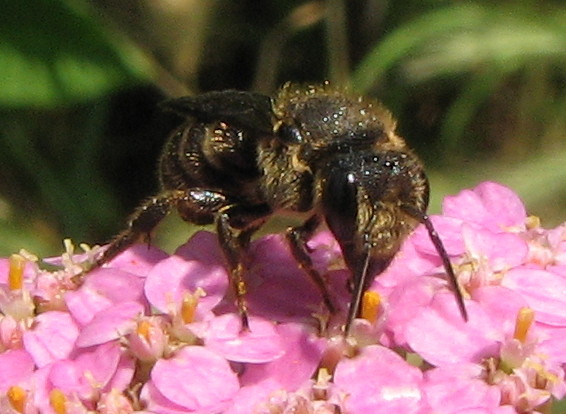 Apina scura: Apidae Megachilinae