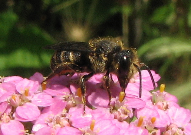 Apina scura: Apidae Megachilinae