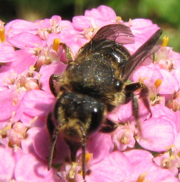 Apina scura: Apidae Megachilinae