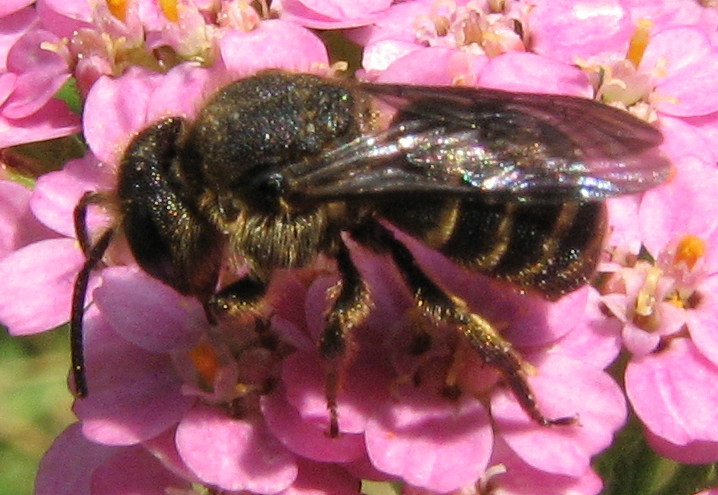 Apina scura: Apidae Megachilinae